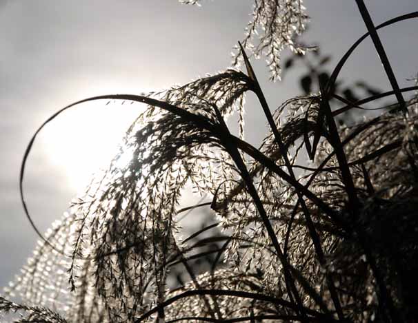 sun shining through grass