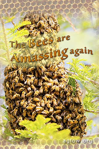 bees-amassing 320x480