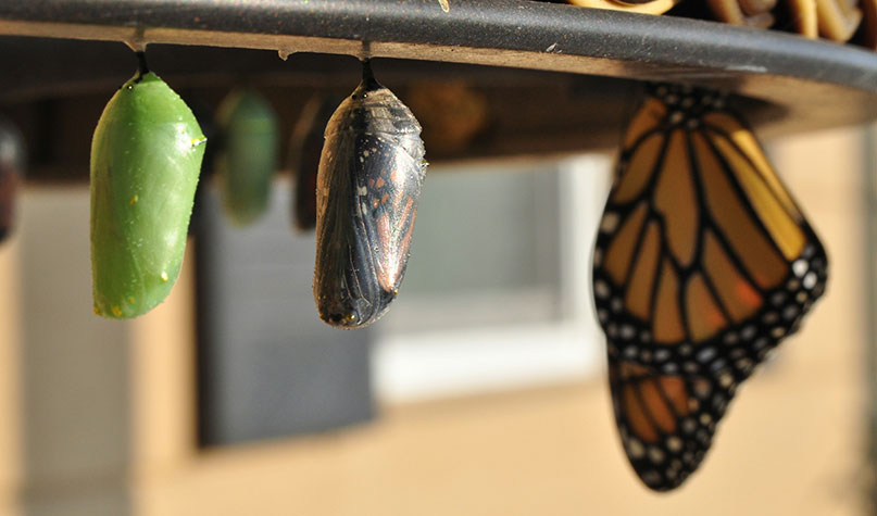 metamorphosis