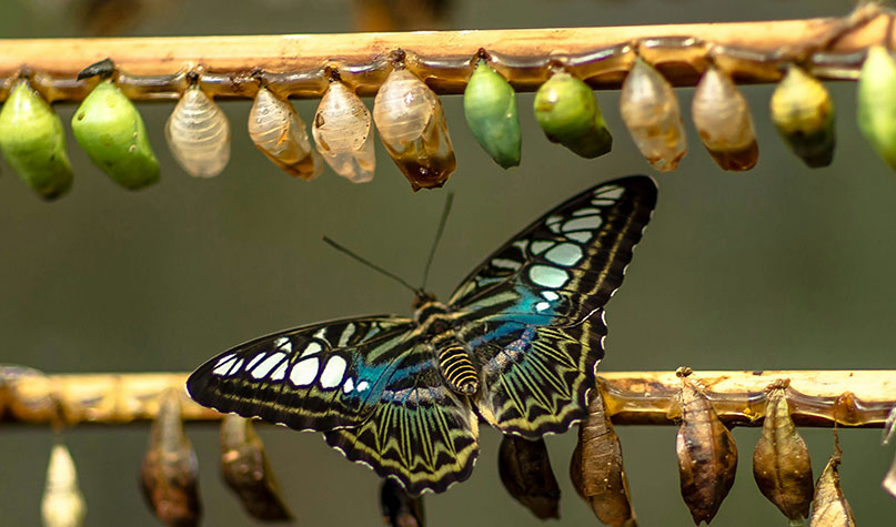 butterfly-cocoons